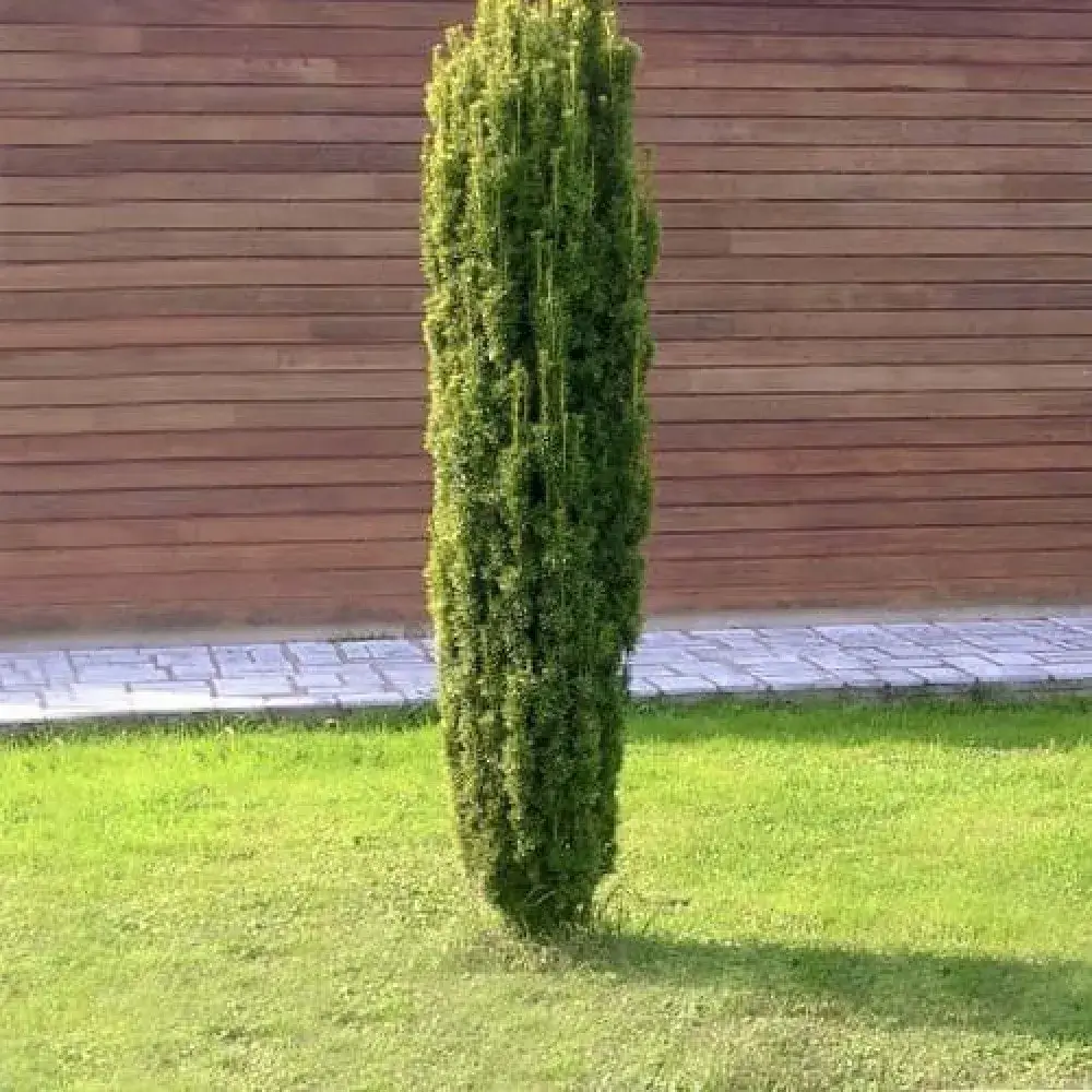 Тис ягідний Р9 10-20см