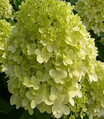 🌸 Гортензія волотиста Limelight (Hydrangea paniculata "Limelight")