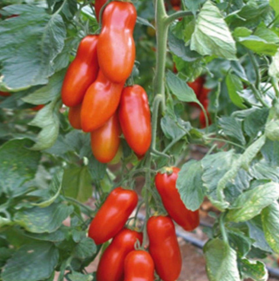 Помідори Перцевидний 0,2 г (Агро Майстер)