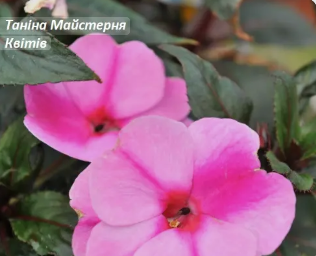 Бальзамін Новогвінейський Magnum Peach Candy