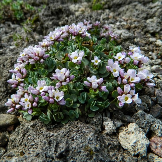 Етіонема (Aethionema, Eunomia) круглолиста - в горщиках