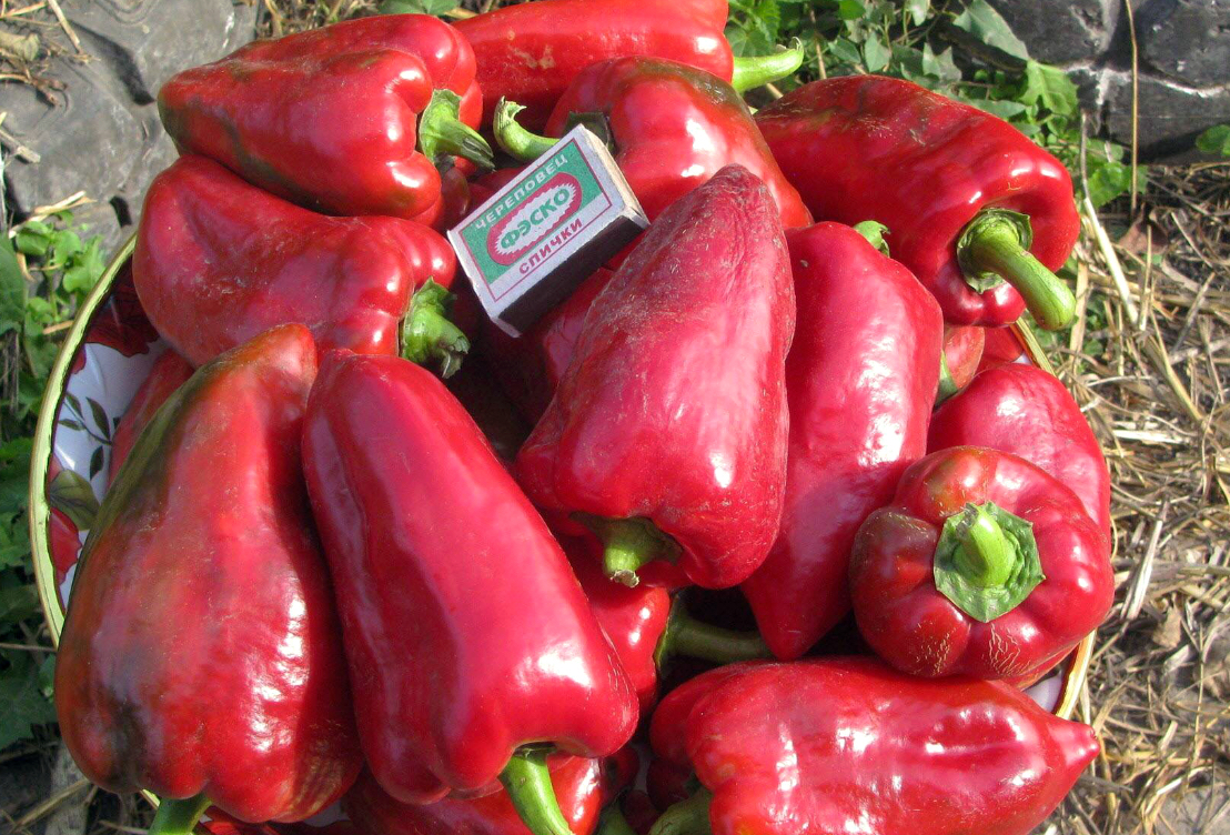 Перець Анастасія