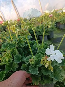 Пеларгонія зональна білого кольору Erika White (в горщику р.12)
