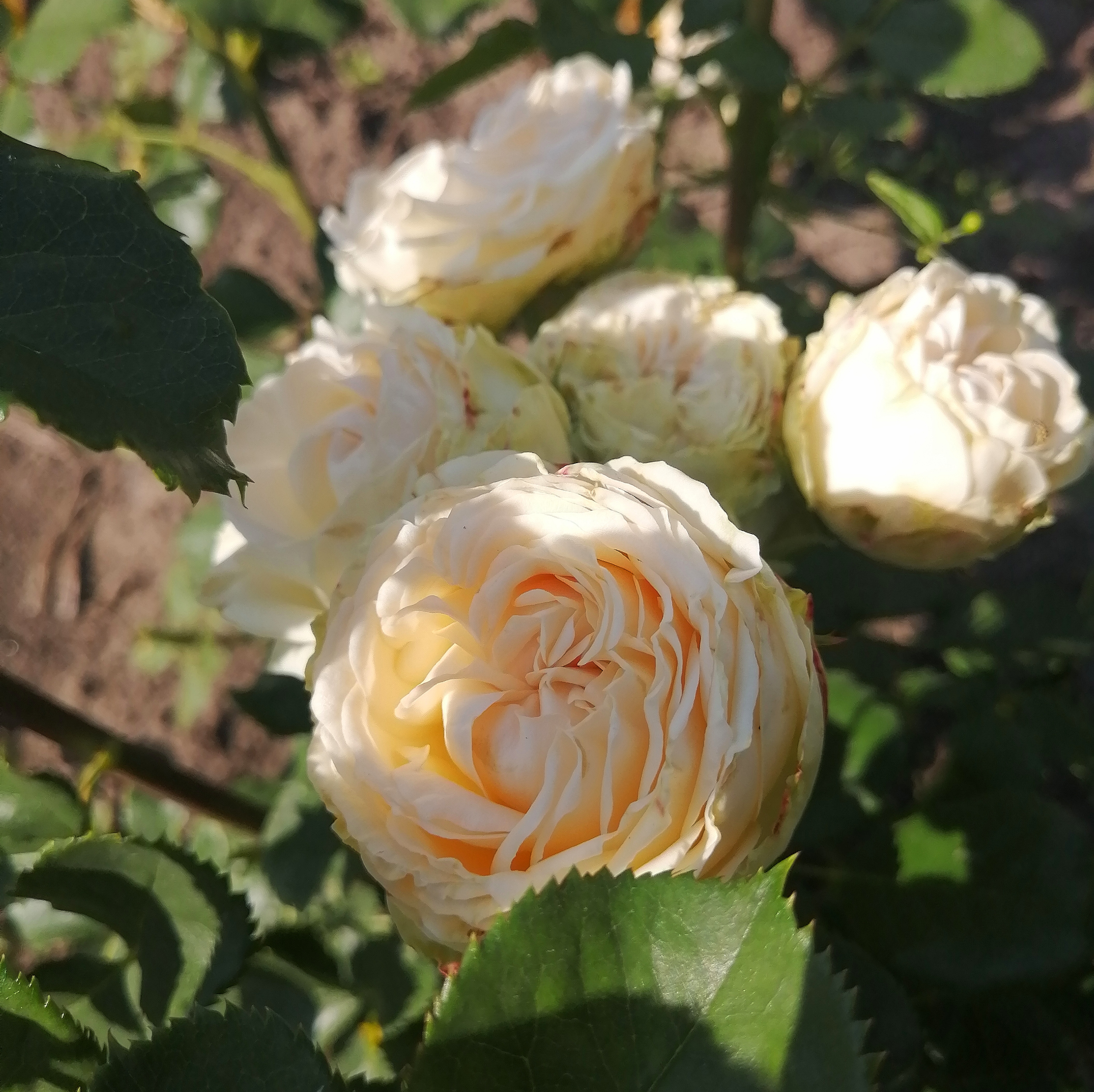 САММЕР РОУЗ( Summer Rose) сучасний великоквітковий спрей