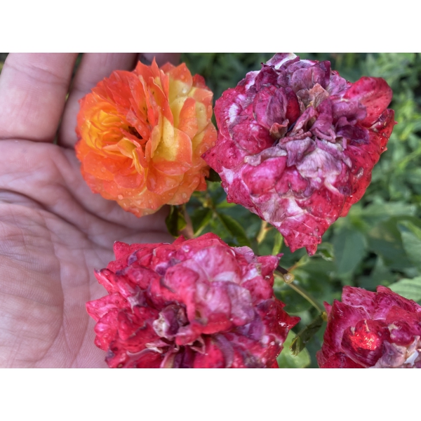 Кримський Самоцвіт — Krymskyi Samotsvit