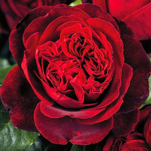 Адмірал (Admiral)