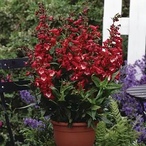 Пенстемон Picotee Red - в горщику р.10