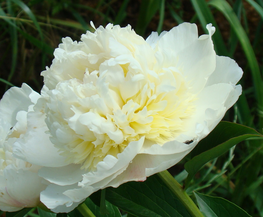 Festiva Pixie (Фестіва Піксі)