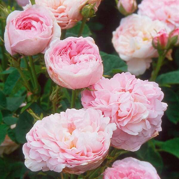 Дюшес де Монтебло (Duchesse de Montebello)