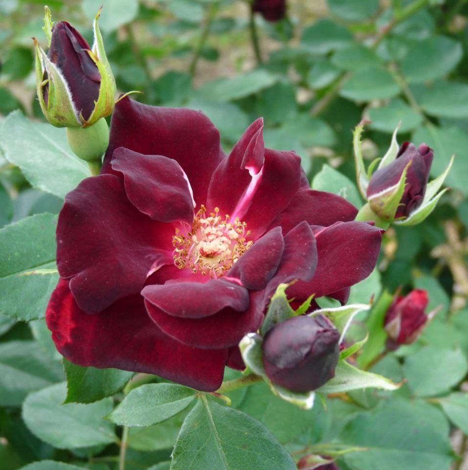 Претті Блек (Pretty Black)