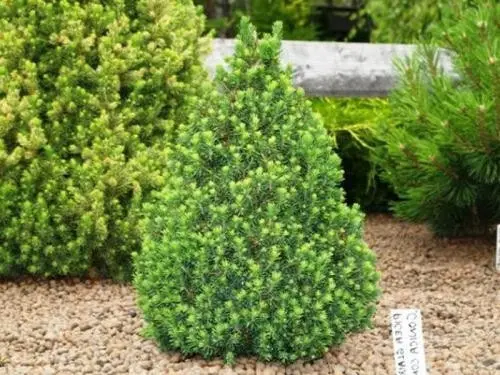 🌿 Ялинка 'Conica' (Picea glauca 'Conica') в касеті