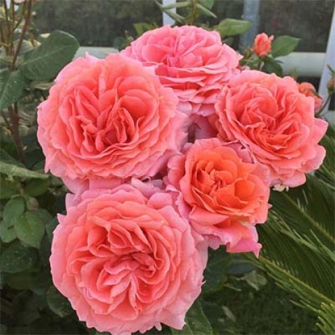 Амур де Молен (Amour de Molene)