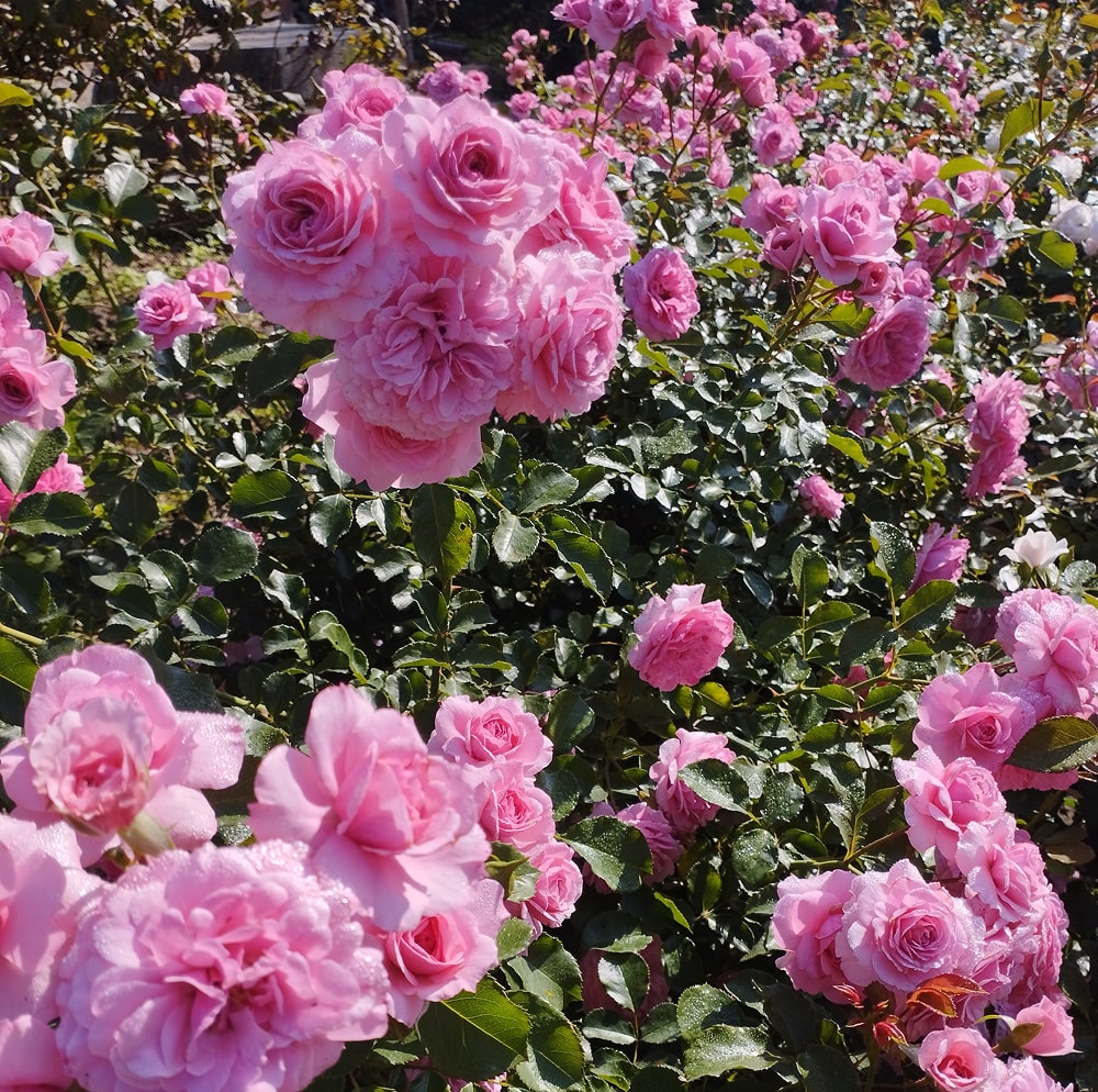 Боніка (Bonica)