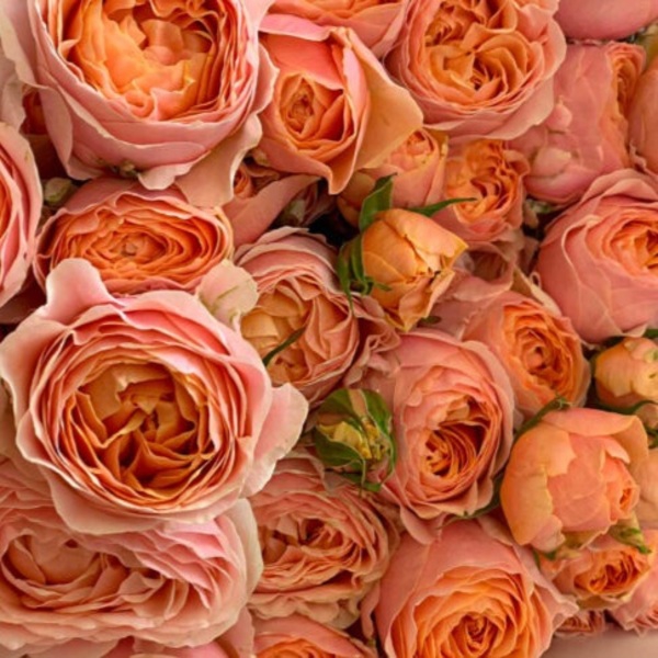 Кейзерс Корал — Keijsers Coral