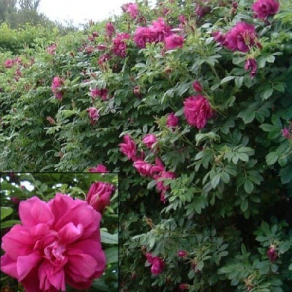 Розері де л’Ей — Roseraie de l’Hay (ругоза)