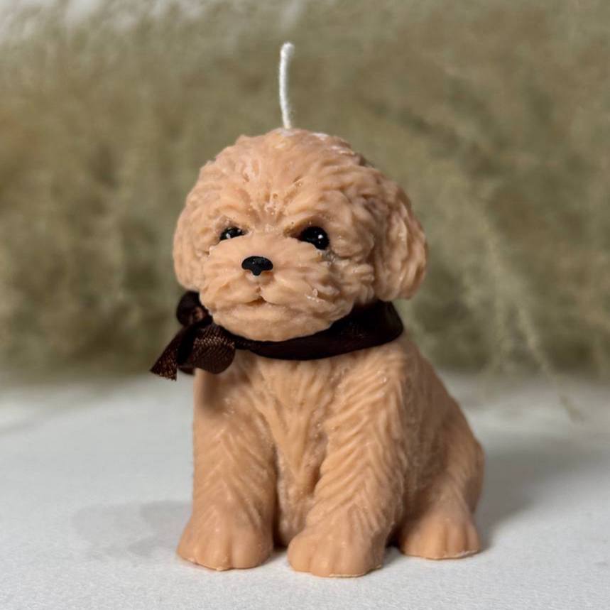 Пес Той-пудель S