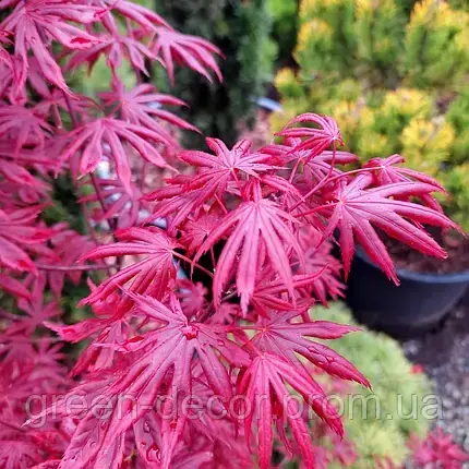 Клен японський Тромпенбург Acer palmatum Trompenburg / h 60-70