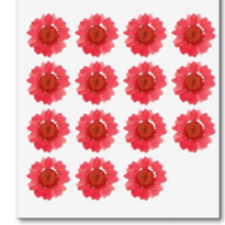 Daisy Pressed Flowers ( 15 pcs pack )