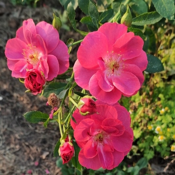 Лаока — Laoca