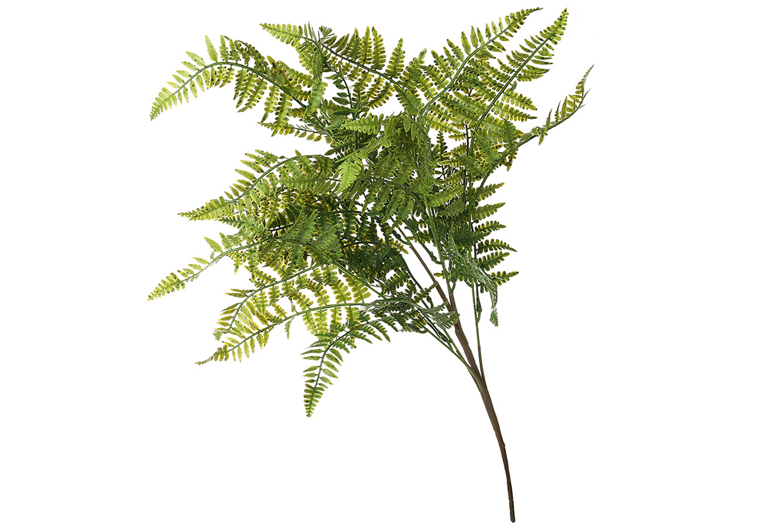 Гілка Папороті