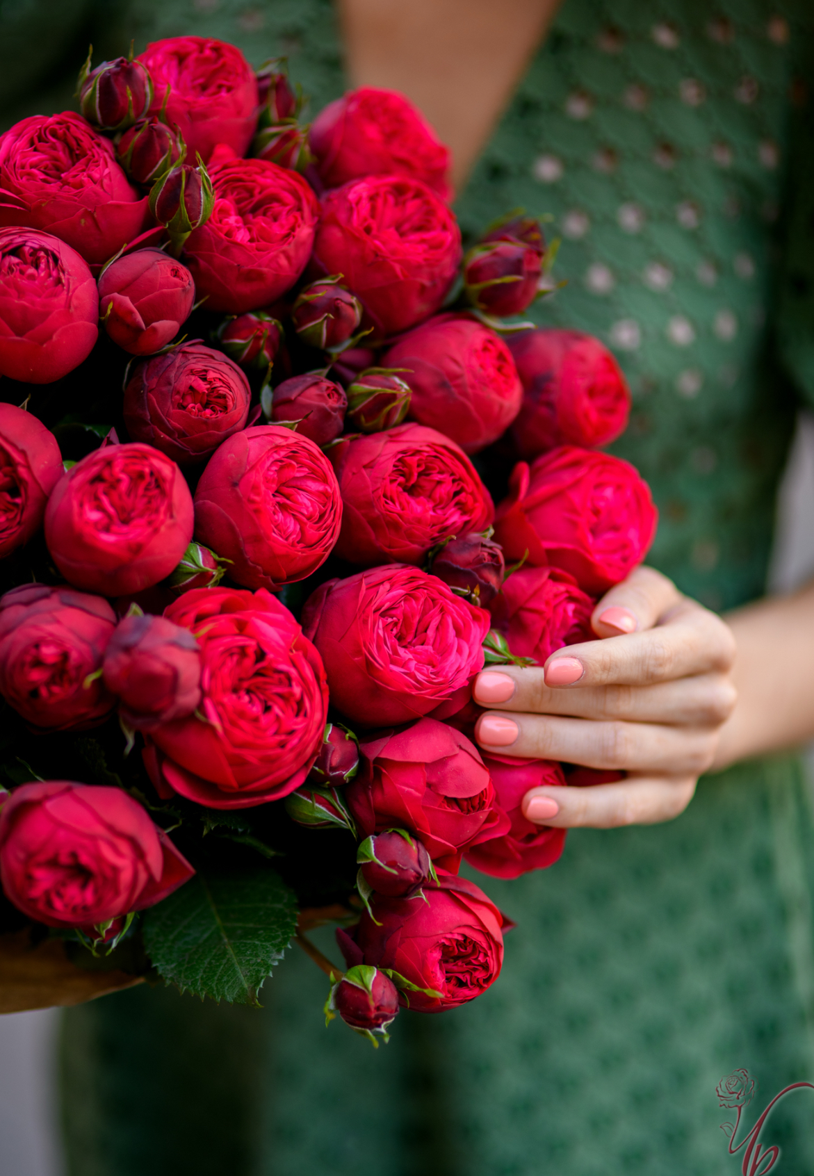 Троянда ред піано 2 р.(ЗКС)