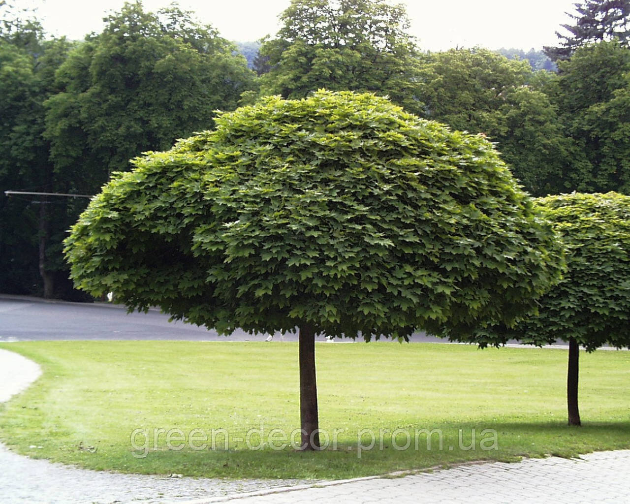 КЛЕН ГОСТРОЛИСТИЙ 'ГЛОБОЗУМ' ШТАМБ Acer platanoides 'Globosum' pa 180-200