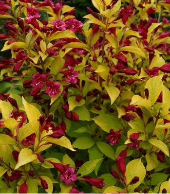 🌺 Вейгела гібридна Olympiade (Вейгела "Олімпіад")