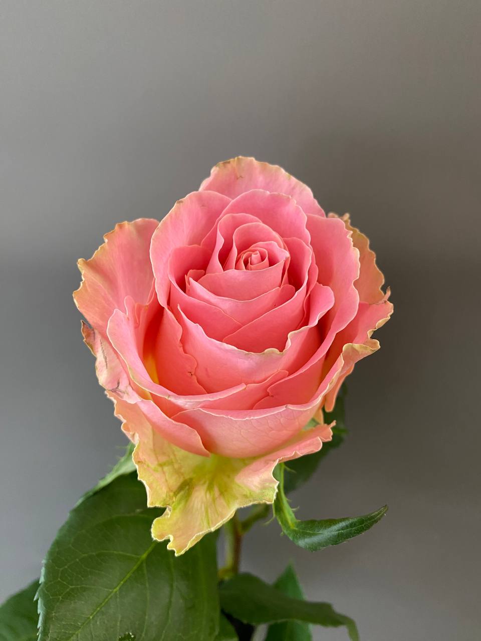 Hermosa 70 cm 