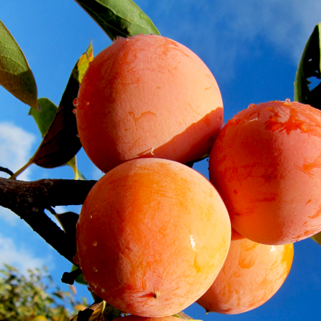 Хурма Соснівська