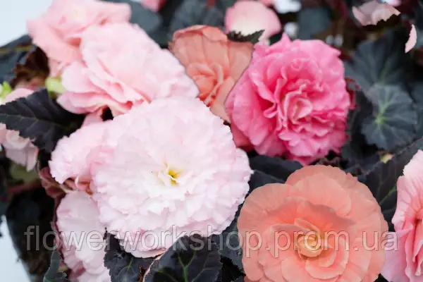 Бегонія Tuberhybrida Nonstop Mocca Light Pink Shades (касетна розсада)