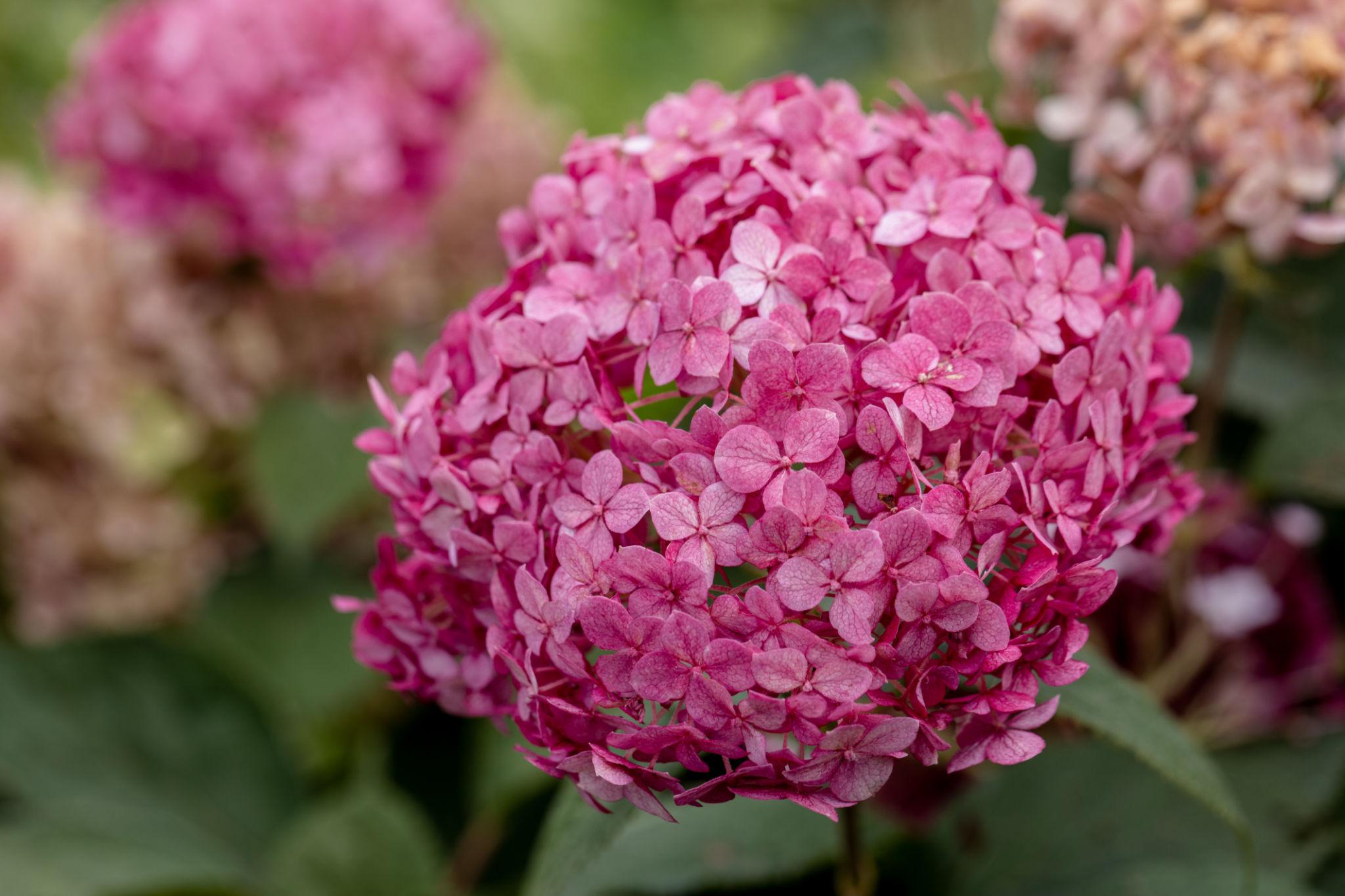 Гортензія деревовидна Bubble Gum