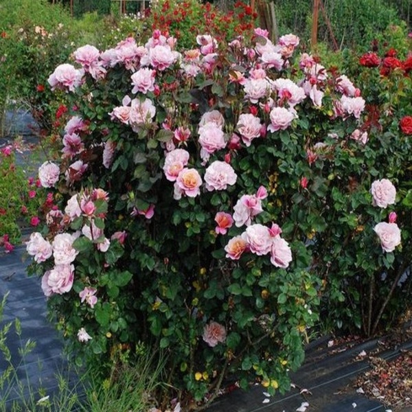 Дістант Драмс — Distant Drums