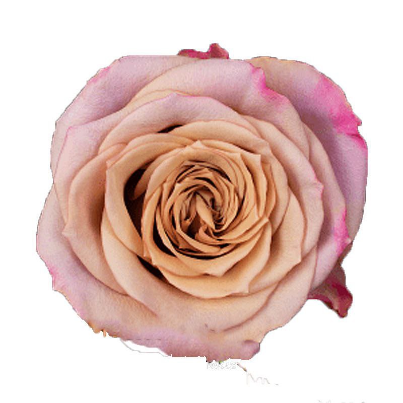 Мундаст (Moon Dust)