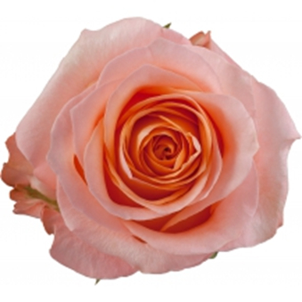 КОРАЛ РІФ (Coral Reef) ч/г