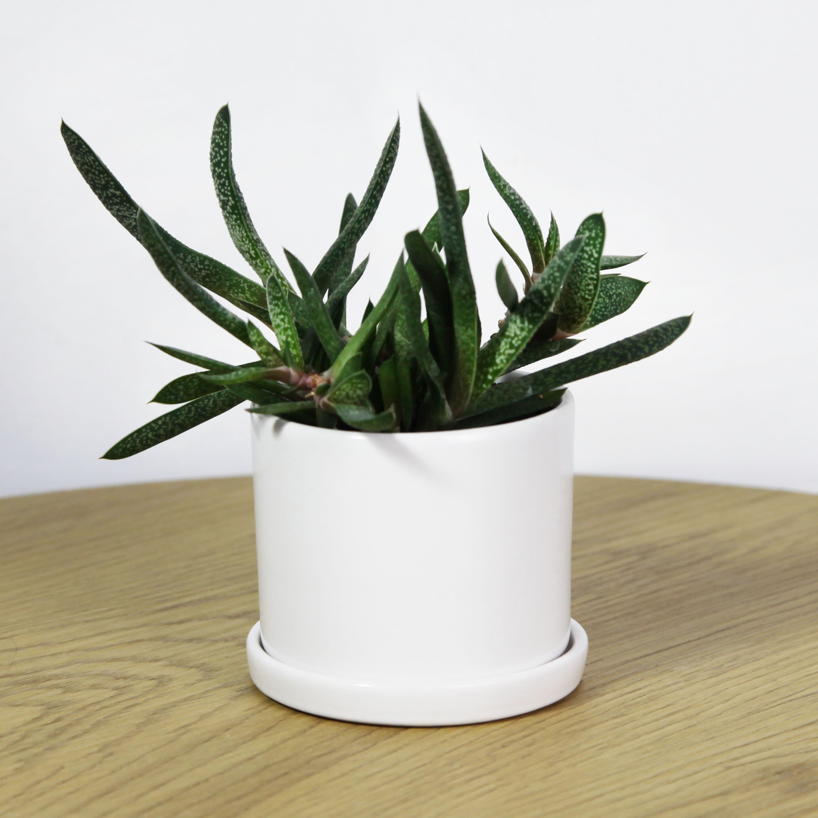 УЦІНКА Горщик Цикорій міні 0,220 л білий p016