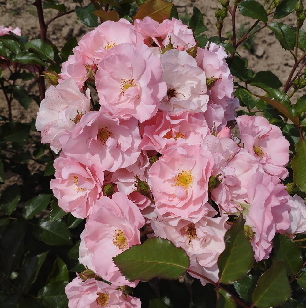 Джекіс Фаворит (Jacky's Favorite)