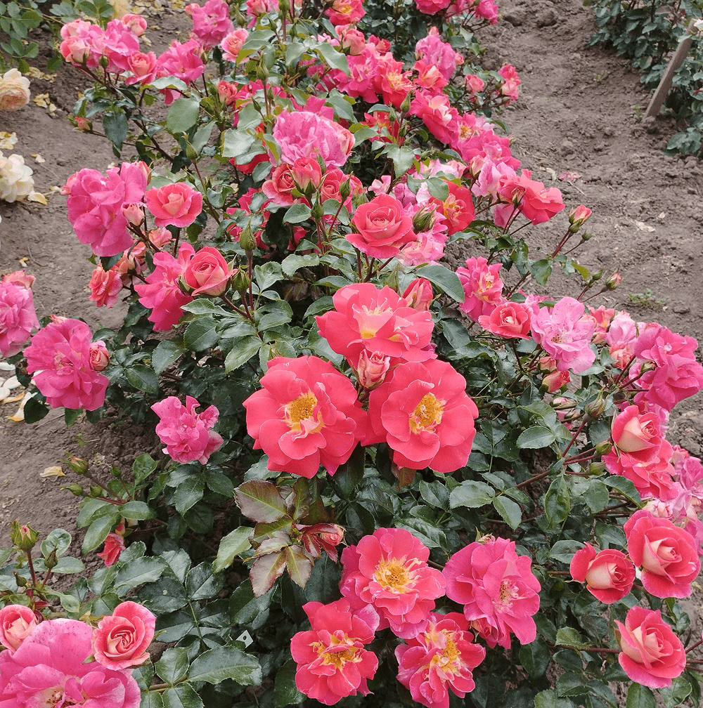 Ейрбраш (Airbrush)