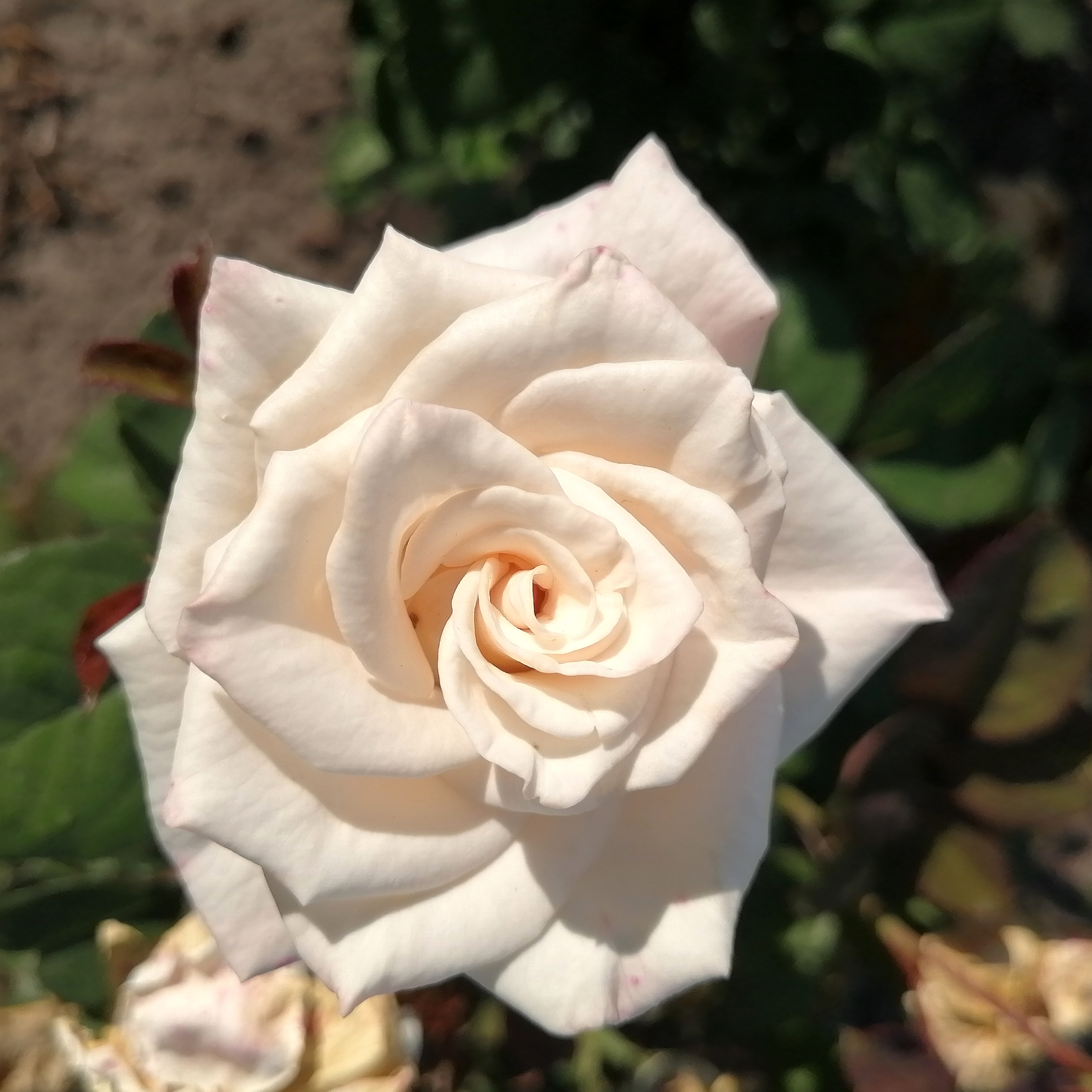 МЕДЕО ( Medeo) сучасна зрізочна флорібунда