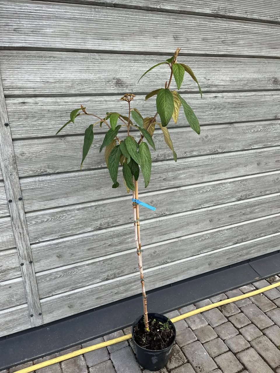 Калина вічнозелена зморшкувата на штамбі (Viburnum rhytidophyllum)