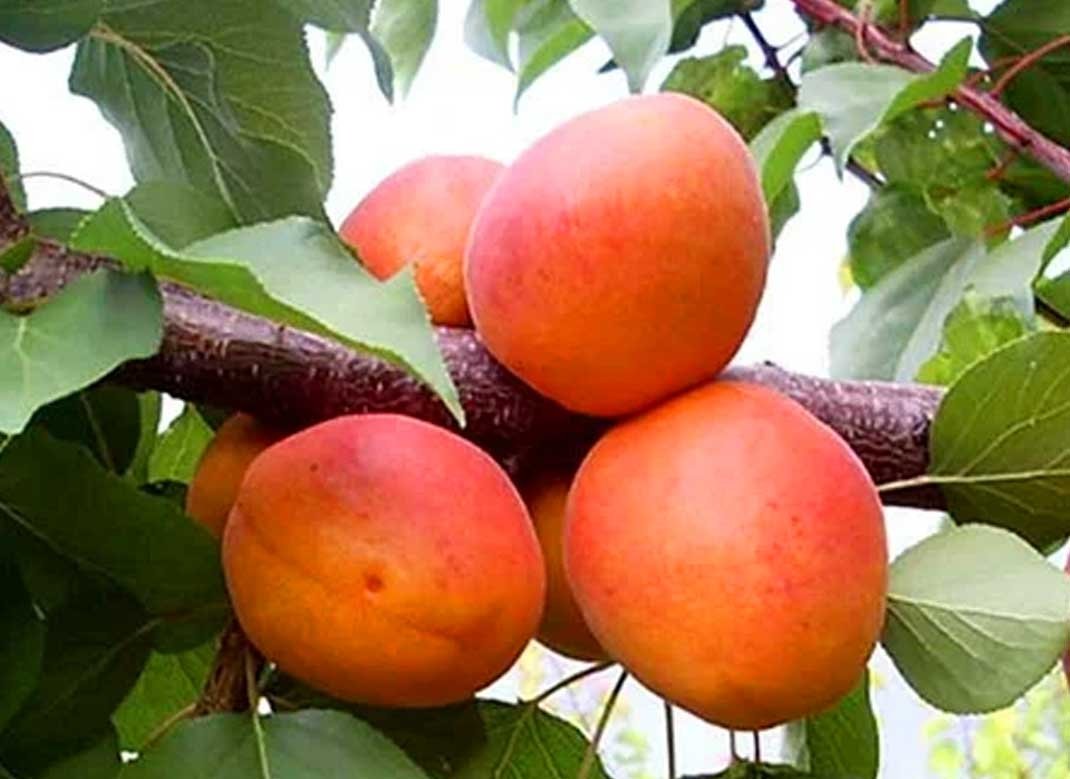 Абрикос Фарбелі