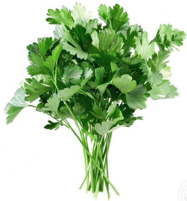 Коріандр Маріно (кінза) — 25 000 насінин (Enza Zaden)