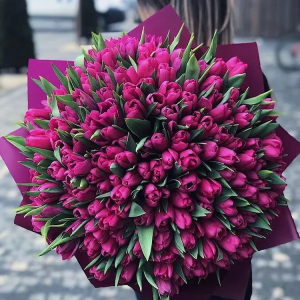 Фіолетовий тюльпан