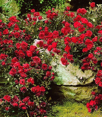 🌹 Троянда грунтопокривна "Scarlet Meillandecor"