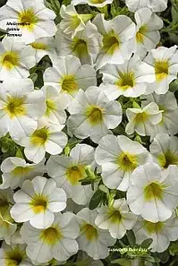 Калібрахоа Superbells Over Easy (в горщику р.10)