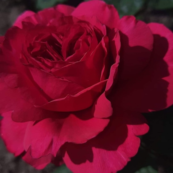 Принцеса Кіші — Princess Kishi