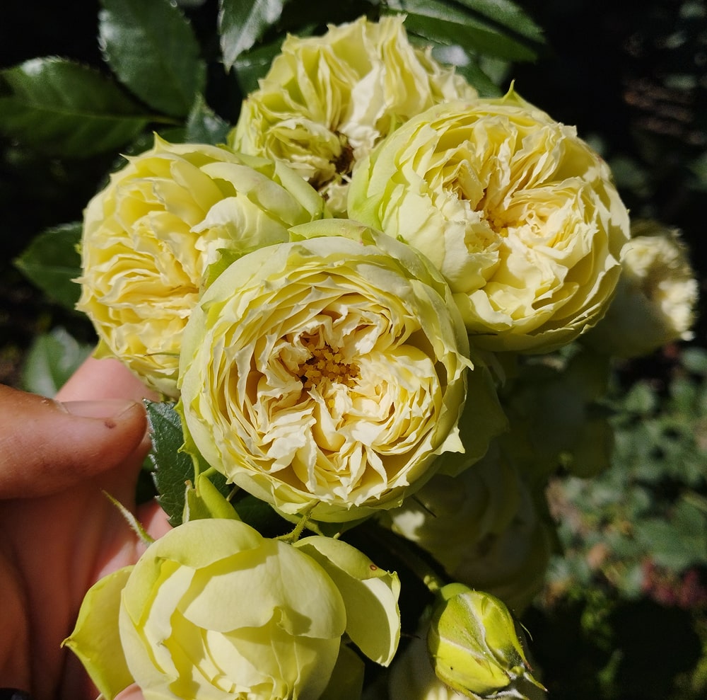 Бланшет (Blanchette)