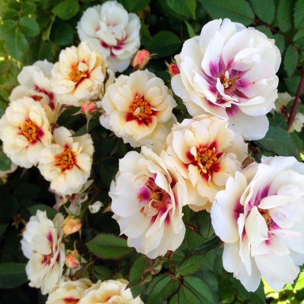 Буллз Айз — Bull's Eye