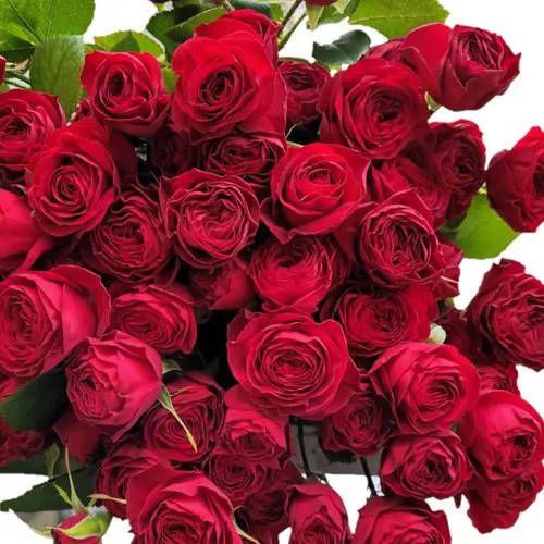 Ред Трендсеттер (Red Trendsetter)