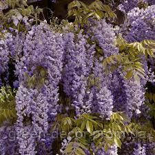 Гліцинія китайська "Проліфік" Wisteria sinensis Prolific  /h125-150 cont 10L