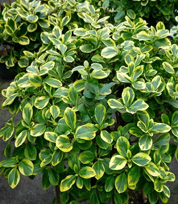 🌿 Бересклет Форчуна "Canadale Gold"